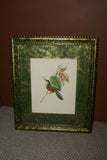 Professionally Matted & Framed in Hand-painted Frame & Mat 24”x 20” VERY RARE Authentic Limited Edition 1960 Descourtilz Folio of Tropical Spot-Tailed Jacamar or Jacamar Dore Bird Plate 15 from Brazil (DES1)