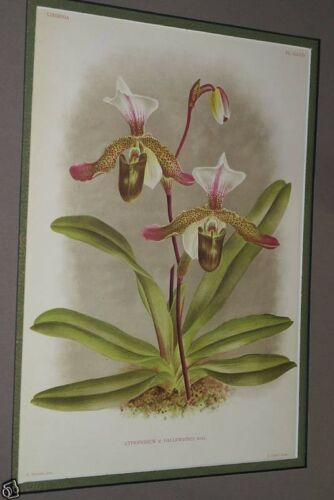Lindenia Limited Edition Print: Paphiopedilum, Cypripedium x Dallemagnei, Lady Slipper Orchid Collector Art (B3)