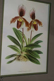 Lindenia Limited Edition Print: Paphiopedilum, Cypripedium Microchilum, Lady Slipper (White) Orchid Collector Art (B1)