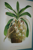 Lindenia Limited Edition Print: Trichopilia Suavis (White with Speckled Magenta) Orchid Collector Art (B3)