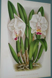 Lindenia Limited Edition Print: Cattleya Chocoensis Var Miss Nilsson (White with Fushia and Yellow Center)  Orchid Collector Art (B2)