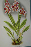 Lindenia Limited Edition Print: Oncidium Sarcodes (Yellow and Orange) Collectible Art (B2)