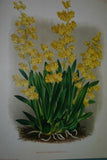 Lindenia Limited Edition Print: Oncidium Cheirophorum (Yellow) Orchid Collector Art (B1)