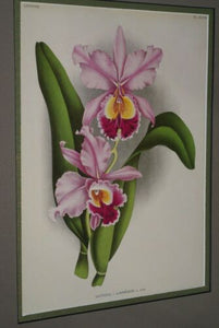 Lindenia Limited Edition Print: Cattleya x Lansbergei (Fushia and Yellow) Orchid Collectible Art (B5)