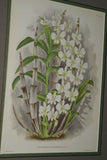 Lindenia Limited Edition Print: Dendrobium Superbum Var Anosmum (Pink) Orchid Art (B2)