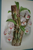 Lindenia Limited Edition Print: Bifrenaria Harrisoniae (White and Magenta) Orchid Collector Art (B2)