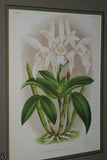 Lindenia Limited Edition Print: Coelogyne Barbata Orchid (White and Black) Collectible Art (B5)