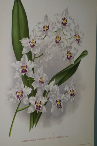 Lindenia Limited Edition Print: Odontoglossum Pescatorei Orchid (White, Magenta, Yellow) Collectible (B3)