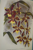 Lindenia Limited Edition Print: Odontoglossum Crispum Var Memoria Bulli (White, Red and Yellow) Orchid Collector Art (B5)