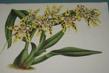 Lindenia Limited Edition Print: Odontoglossum Pescatorei Orchid (White, Magenta, Yellow) Collectible (B3)