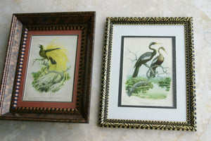 2 Original Axel Amuchastegui 1952 Highly Collectible Australian Bird lithographs  “Love Life of the Birds” on fine white rag paper PROFESSIONALLY X2 MATTED & FRAMED in Signed Hand Painted Frames EACH 18”X14” ONE FREE WITH ONE BARGAIN