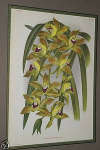 Lindenia Limited Edition Print: Cymbidium Lowianum Var Superbissimum (Yellow and Purple) Orchid Collectible Art (B3)