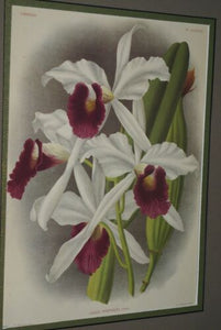Lindenia Limited Edition Print: Laelia Purpurata (White with Magenta Center) Orchid Collector Art (B2)