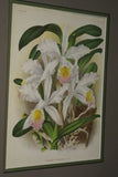 Lindenia Limited Edition Print: Catasetum Fimbriatum Lindl Var Cogniauxi L Lind (Multi-color) Orchid Collector Art (B4)