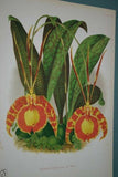 Lindenia Limited Edition Print:  Oncidium Jonesianum (White, Yellow and Sienna) Orchid Collector Art (B1)