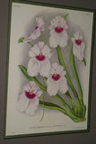 Lindenia Limited Edition Print: Miltonia Vexillaria Var Superba (Pink and Magenta) Orchid Collector Art (B2) .