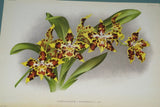 Lindenia Limited Edition Print: Odontoglossum Thibaultianum (White with Speckled Sienna and Yellow Center) Orchid Collector Art (B4)