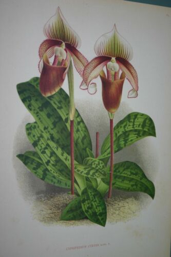 Lindenia Limited Edition Print: Paphiopedilum, Cypripedium Curtisi, Lady Slipper (Maroon) Orchid Collector Art (B1)