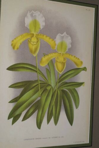 Lindenia Limited Edition Print: Paphiopedilum, Cypripedium Insigne Wallich Var Luciani Em. Rod., Lady Slipper (Yellow and White) Orchid Collector Art (B4)