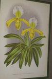 Lindenia Limited Edition Print: Paphiopedilum, Cypripedium Insigne Wallich Var Luciani Em. Rod., Lady Slipper (Yellow and White) Orchid Collector Art (B4)