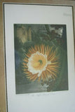 1956 botanical lithograph THORNTON NIGHT BLOOMING CEREUS limited to 1750 copies printed on Gelderland white cartridge 'The Beauties of Flora' Painted by T. Baxter stipple engraving by Hopwood background aquatinted by Lewis  FRAMED WITH 2 MATS 27" X 20"