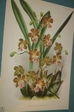 Lindenia Limited Edition Print: Ansellia Congoensis Orchid (Yellow and Sienna) Collectible Art (B1)