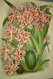 Lindenia Limited Edition Print: Odontoglossum Crispum Var Ferrierense (White, Orange and Yellow)  Orchid Collector Art