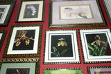 Lindenia Limited Edition Print: Cattleya x Hardyana Hort Var Reginae L Lind (White and Magenta) Orchid Collectible Art (B4)