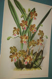 Lindenia Limited Edition Print: Epidendrum Dichromum Romum Ldl Var Amabile Batem (Magenta and White) Orchid Collectible Art  (B5)