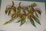 Lindenia Limited Edition Print: Arachnanthe Cathecarti Benth (Sienna and Yellow) Orchid Collectible art (B5)