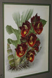 Lindenia Limited Edition Print: Catasetum Splendens Var Atropurpureum (Red and Yellow) Orchid Collector Art (B3)