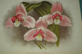 Lindenia Limited Edition Print: Lycaste Skinneri Var Purpurea (Pink and White) Orchid Collector Art (B3)