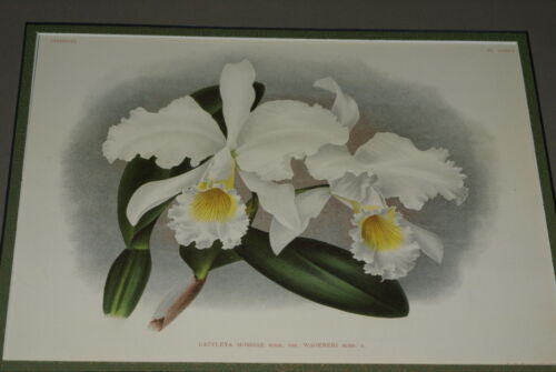 Lindenia Limited Edition Print: Cattleya Mossiae Var Wageneri Orchid (White and Yellow) Collectible Art (B3)