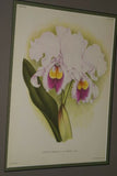 Lindenia Limited Edition Print: Cattleya Trianae Lind Var Excelsior L Lind (White with Magenta and Yellow Center) Orchid Collector Art (B5)