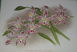 Lindenia Limited Edition Print: Odontoglossum Crispum Var Ferrierense (White, Orange and Yellow)  Orchid Collector Art