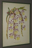 Lindenia Limited Edition Print: Dendrobium Nobile Var Cooksonianum (Pink and Magenta) Orchid Collector Art (B3)