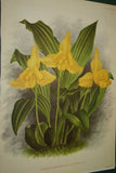 Lindenia Limited Edition Print: Lycaste x Imschootiana (Pink and Yellow) Orchid Collectible Art (B3)