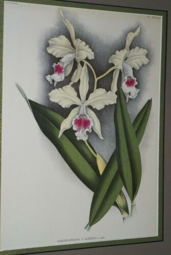 Lindenia Limited Edition Print: Laeliocattleya x Alberti L. Lind (White and Fushia) Orchid Collectible Art (B5)