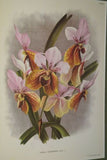 Lindenia Limited Edition Print: Vanda Sanderiana Rchb (Multi-colored) Orchid Collector Art (B4)