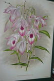 Lindenia Limited Edition Print: Dendrobium Thyrsiflorum (White and Yellow) Orchid Collector Art (B1)