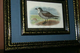 19th Century WHITE-THROATED GREY PETREL: ANTIQUE AUTHENTIC 1897 ORIGINAL PRINT from LLOYD'S NATURAL HISTORY BY BOWDLER SHARPE EDWARD LLOYD LIMITED, DOUBLE MATTED AND DOUBLE FRAMED PROFESSIONALLY IN UNIQUE HAND PAINTED FRAMES & MATS SIGNED BY ARTIST.