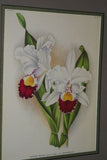 Lindenia Limited Edition Print: Cattleya Trianae Lind Var Regina L Lind (White with Magenta and Yellow Center)  Orchid Collector Art (B5)