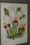 Lindenia Limited Edition Print: Cattleya Trianae Var Annae (Pale Pink with Magenta and Yellow Center) Orchid Collector Art