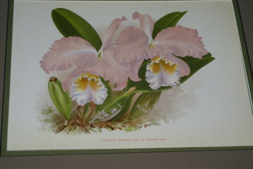 Lindenia Limited Edition Print: Cattleya Mossiae Var Amoena Orchid (Pale Pink with Yellow and White Center)  Collectible Art (B3)
