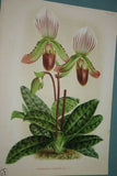 Lindenia Limited Edition Print: Paphiopedilum, Cypripedium Van Houtteanum, Lady Slipper (Maroon) Orchid Collector Art (B1)