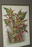 Lindenia Limited Edition Print: Catasetum Rodigasianum Rolfe (Yellow and Sienna) Orchid Collector Art (B2)