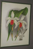 Lindenia Limited Edition Print: Lycaste Deppei Lindl Var Puctatissima (White and Mauve) Orchid Collectible (B5)