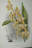 Lindenia Limited Edition Print: Odontoglossum x Del Tecto L Lind (White and Magenta) Orchid Collector Art (B4)