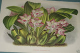 Lindenia  Limited Edition Print: Cyrtopodium Aliciae L. Lind & Rolfe Collector Art (B3)