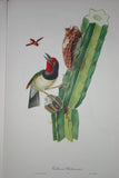 VERY RARE 1960 Rare Descourtilz Limited Edition Original Folio Lithograph Brazilian Bird Plate 11 Black-Spotted Barbet or Cabezon a Plastron Noir on Cactus